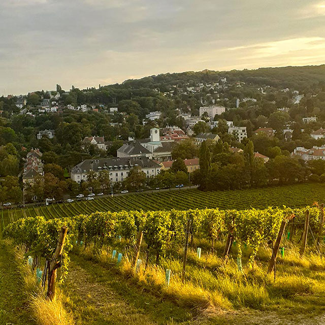 st.peter buschenschank - weinberg in der abendsonne